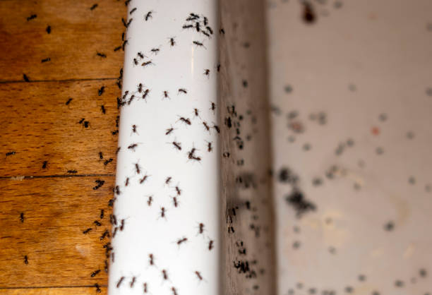 Pest Control for Restaurants in Owens Cross Roads, AL