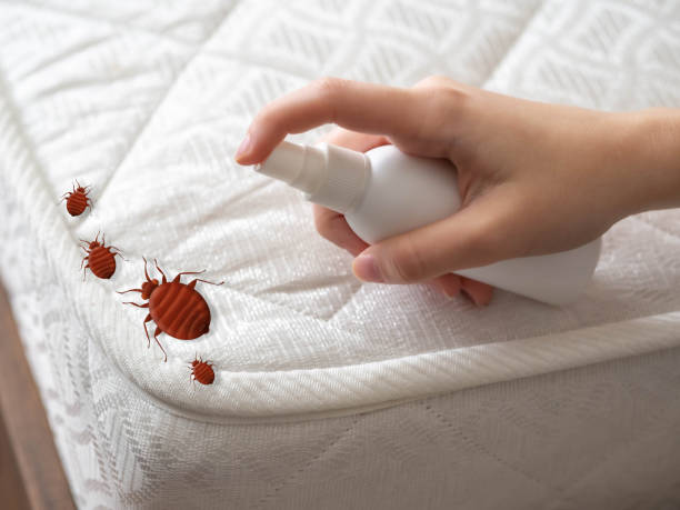 Best Local Pest Control Services  in Owens Cross Roads, AL